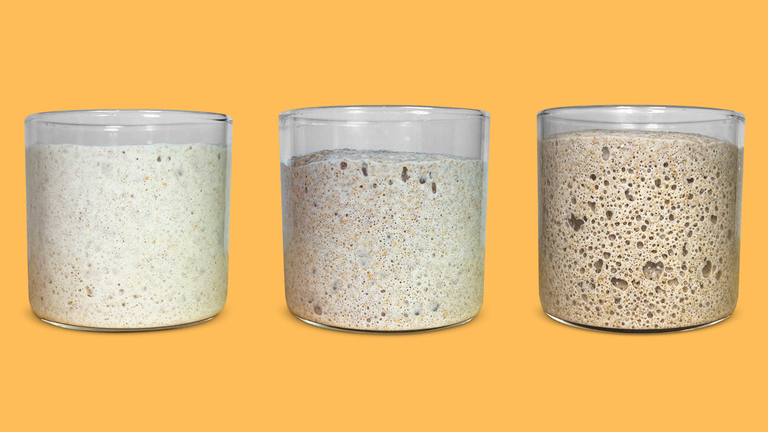 How to care for your new Sourdough Starter?