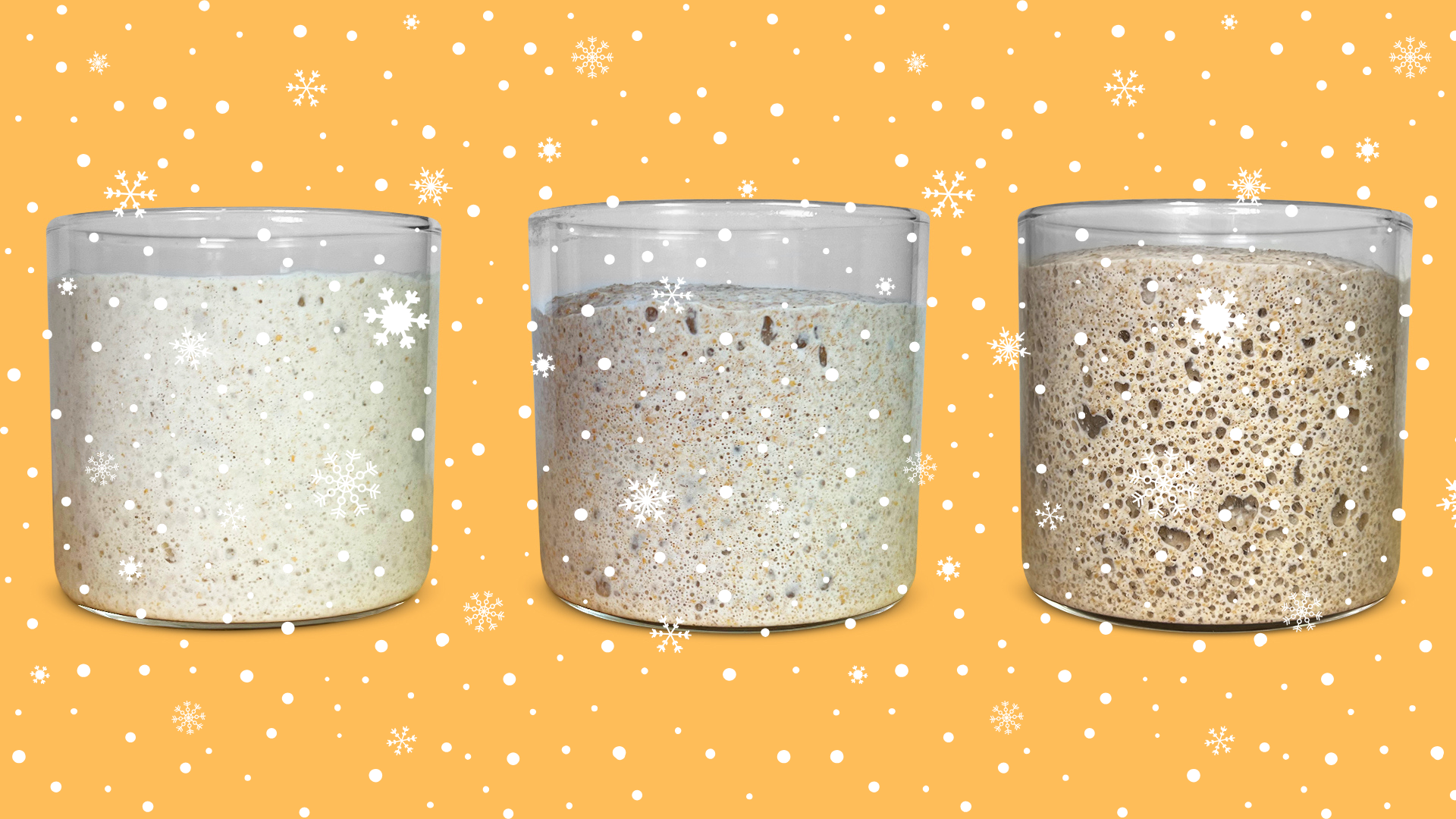 buy sourdough starter